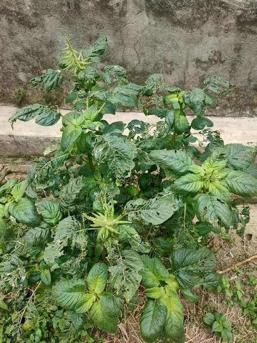 Leafy vegetable plant with pest damage on leaves