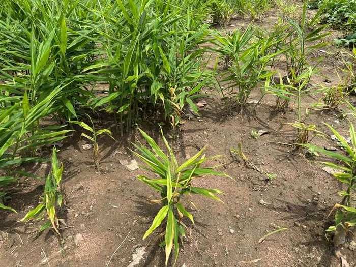 Ginger plants growing in a farm field
