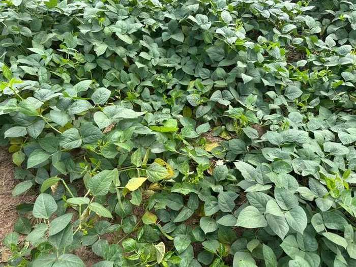 Dense green soybean field